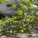 Huckleberry Hideaway Cabins & RV
