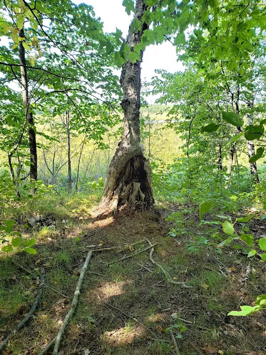 Ogechie Campground Picture 5