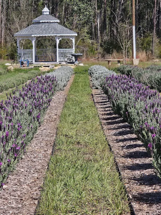 Southern Grace Lavender Farm Picture 5