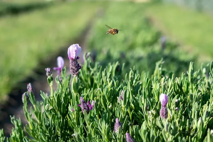 Southern Grace Lavender Farm Picture 3