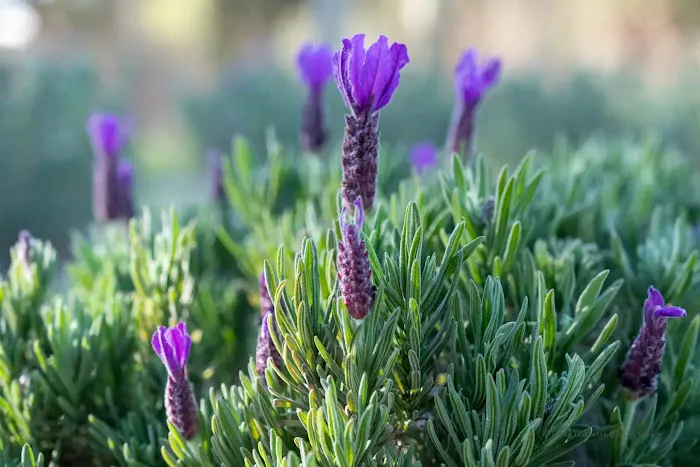 Southern Grace Lavender Farm Picture 2