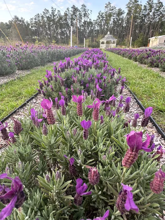 Southern Grace Lavender Farm Picture 8