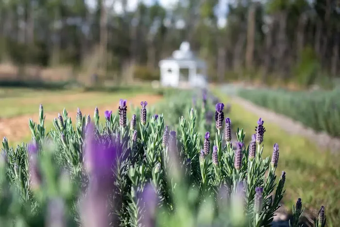 Southern Grace Lavender Farm Picture 1
