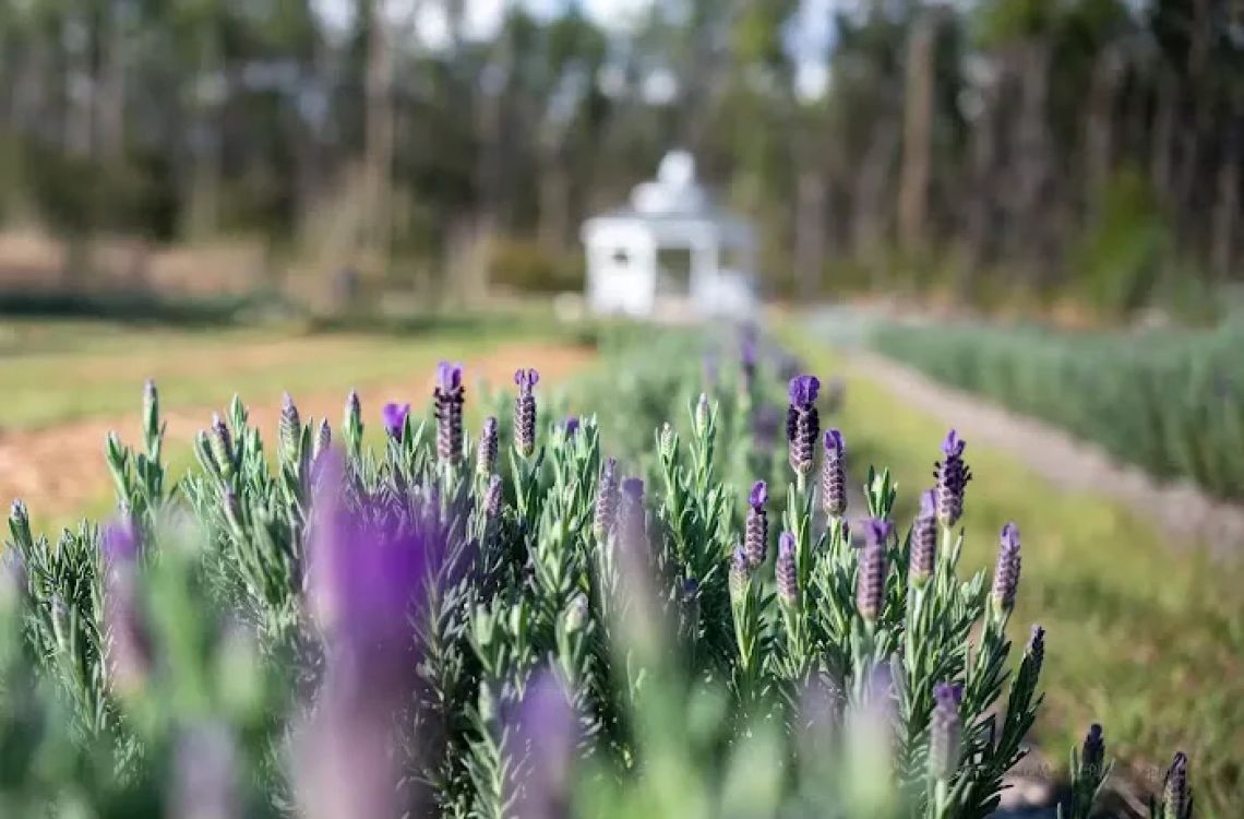 Southern Grace Lavender Farm campground listing