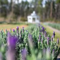Southern Grace Lavender Farm ico