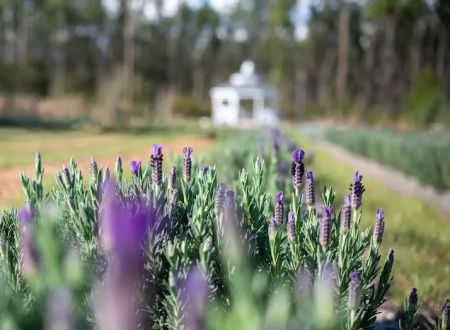 Southern Grace Lavender Farm