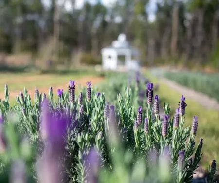 Southern Grace Lavender Farm