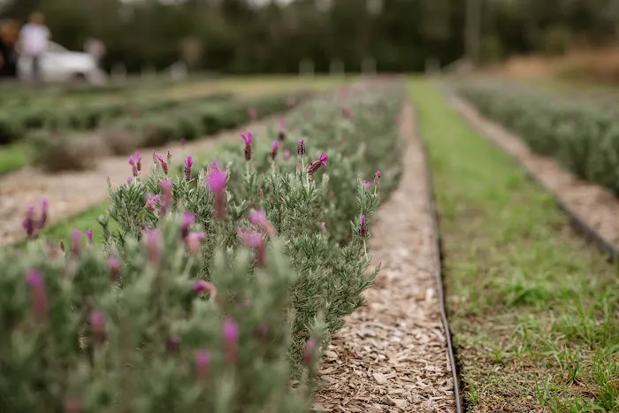 Southern Grace Lavender Farm Picture 10