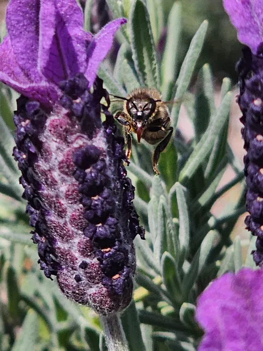 Southern Grace Lavender Farm Picture 7