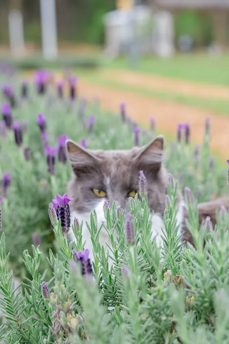 Southern Grace Lavender Farm Picture 4