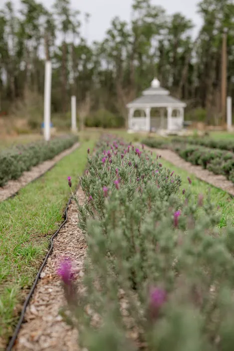 Southern Grace Lavender Farm Picture 9