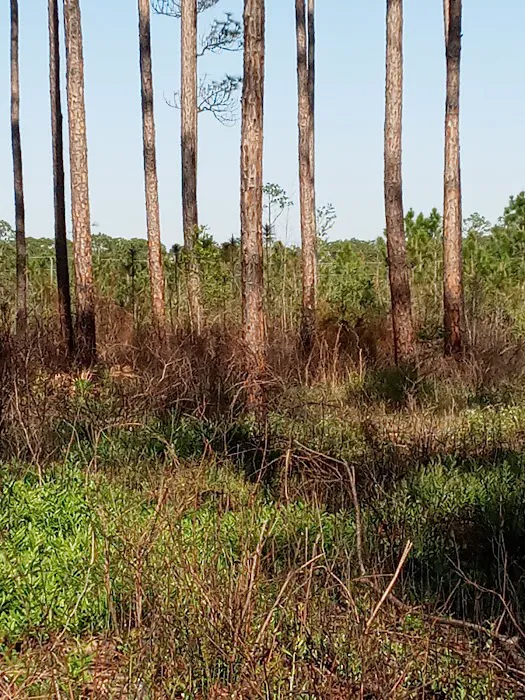 Sand Pond Campground Picture 8