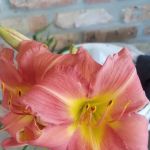 Southland Mobile Home Park, LLC