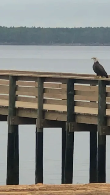 Holiday Campground on Ochlockonee Bay Picture 4