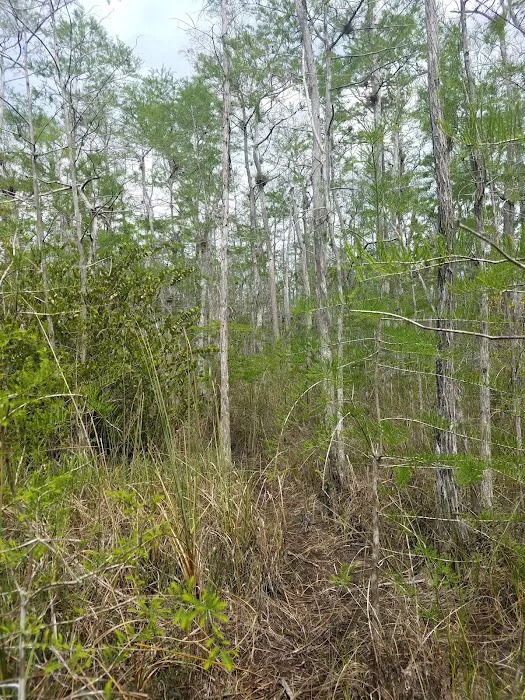Frog Hammock Camp Picture 8