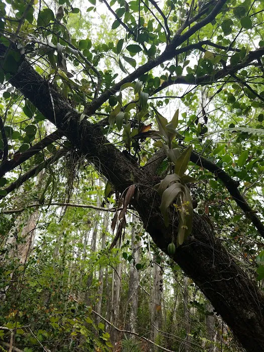 Frog Hammock Camp Picture 2