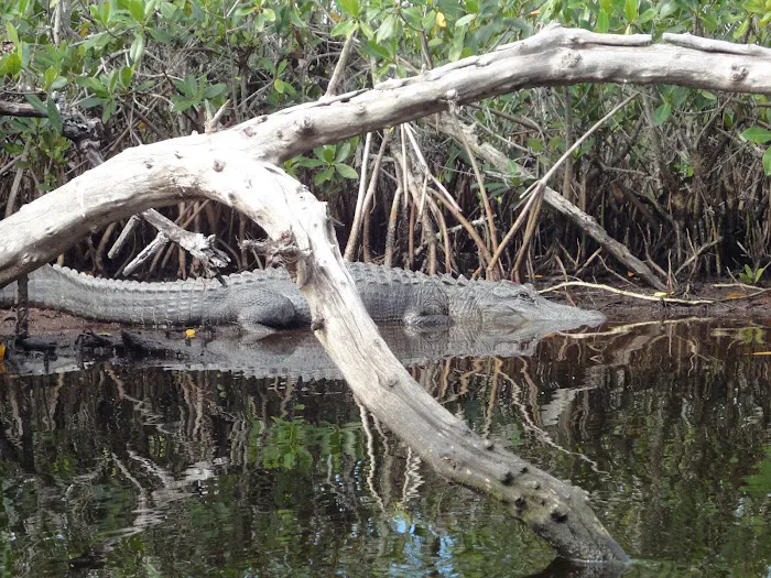Sweetwater Bay Chickee Picture 3