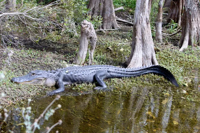 Mitchell Landing Big Cypress National Preserve Picture 3