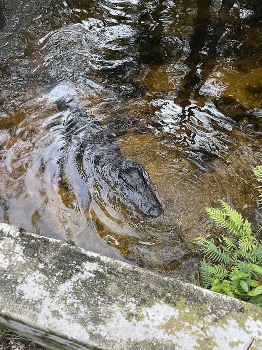 Mitchell Landing Big Cypress National Preserve Picture 9