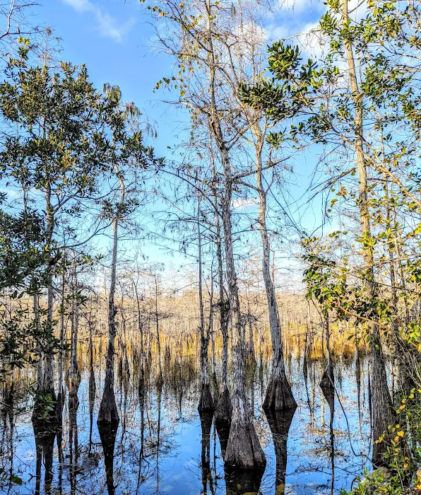 Mitchell Landing Big Cypress National Preserve Picture 5