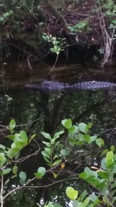 Pinecrest Group Campground, Big Cypress National Preserve Picture 1
