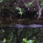 Pinecrest Group Campground, Big Cypress National Preserve