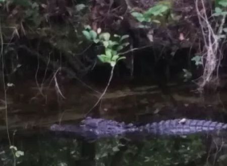 Pinecrest Group Campground, Big Cypress National Preserve