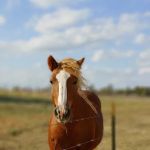 Crosswinds RV and Tiny Home Community