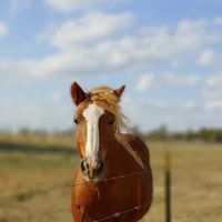 Crosswinds RV and Tiny Home Community ico