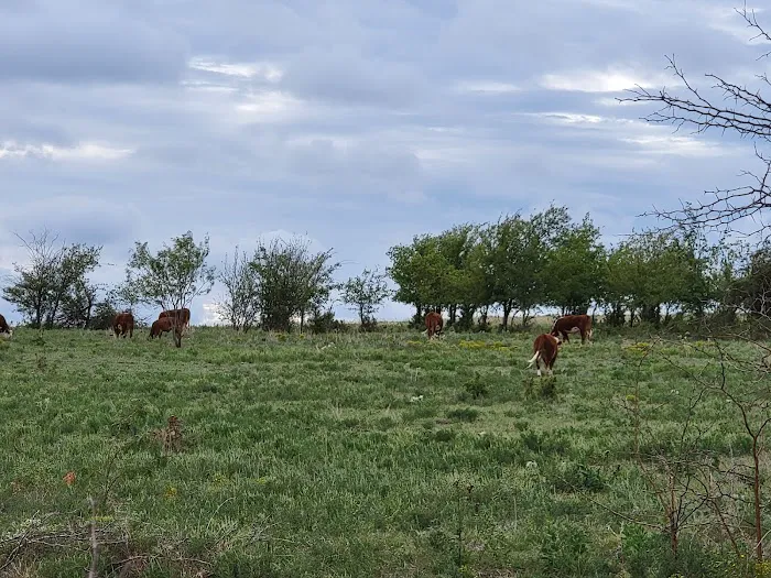 Crosswinds RV and Tiny Home Community Picture 4