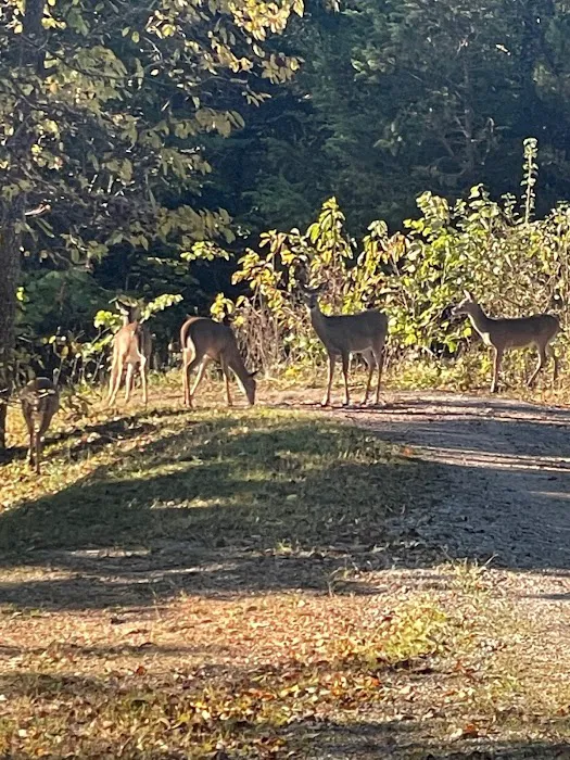 Table Rock Lake RV Resort & Marina Picture 6