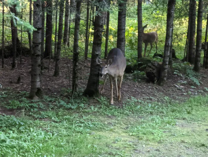 Whiteface Reservoir Campground Picture 9