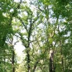 Lindbergh State Park Campground