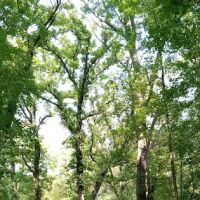 Lindbergh State Park Campground ico