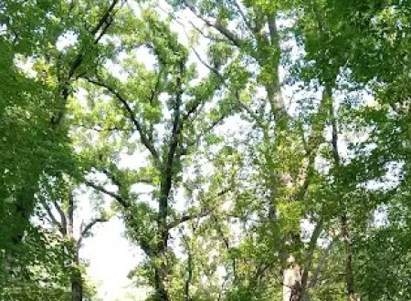 Lindbergh State Park Campground