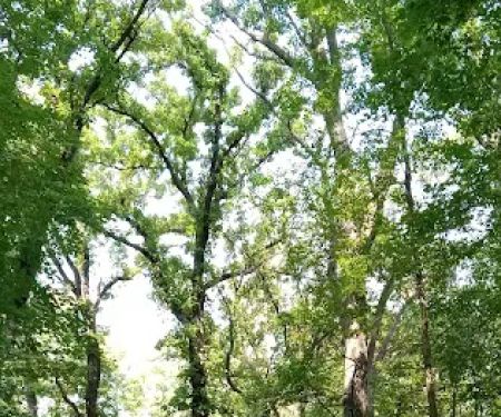 Lindbergh State Park Campground