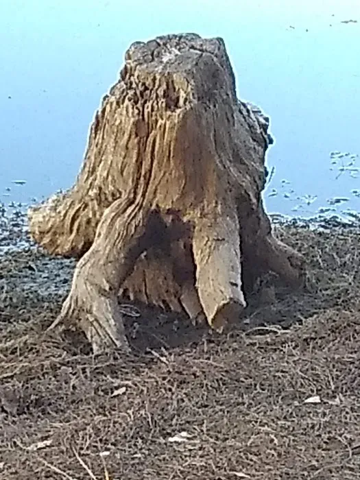 Bass Haven Camp Ground LLC Picture 8