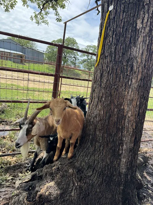 Legacy Longhorn Ranch and RV Resort Picture 6