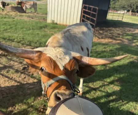 Legacy Longhorn Ranch and RV Resort