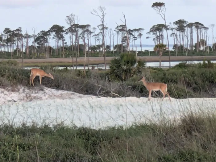 St Joseph Peninsula Campground Picture 10
