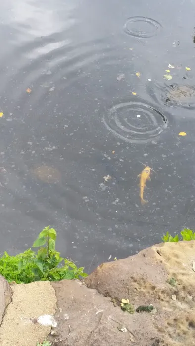 Lake Dardanelle Area Picture 1