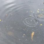 Lake Dardanelle Area