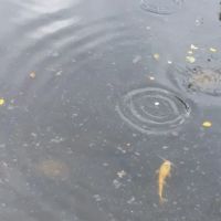 Lake Dardanelle Area ico