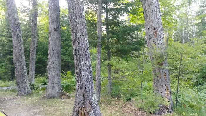 Hay Lake Campground Picture 3
