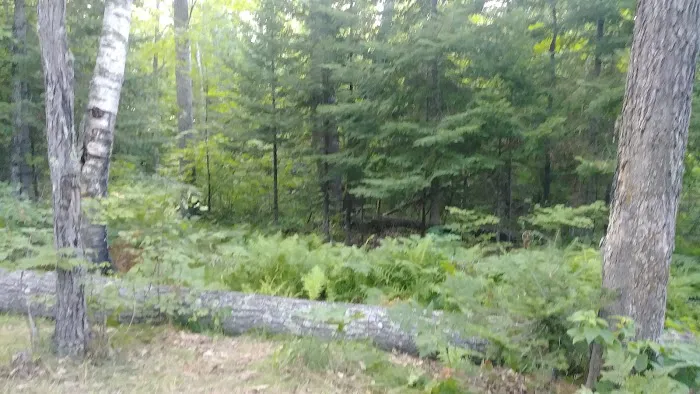 Hay Lake Campground Picture 2