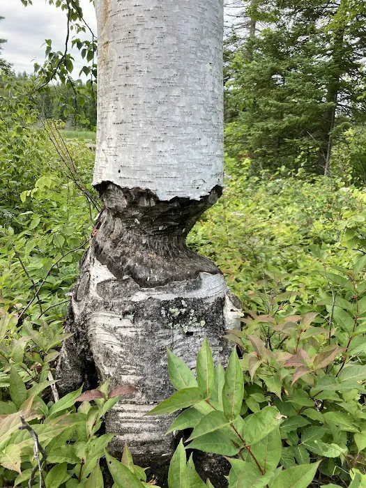 Beaver Pond Camp Picture 6