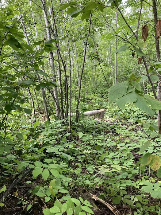 Beaver Pond Camp Picture 5