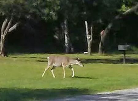 Quail Run RV Park