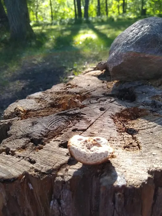 Greer lake Campground Picture 9