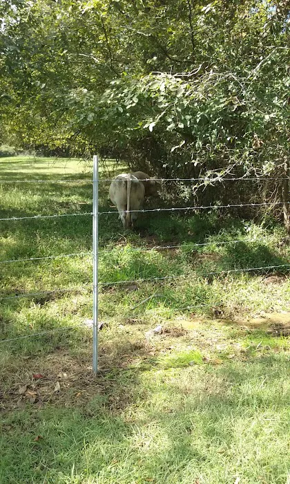 Morgan's Landing & RV Park Picture 4